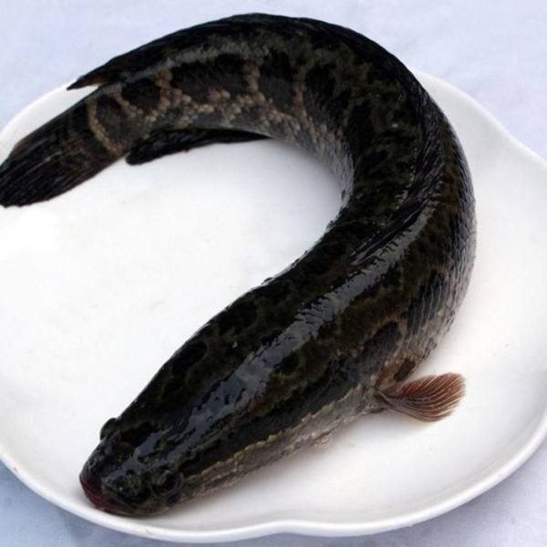 烏魚(yú).jpg
