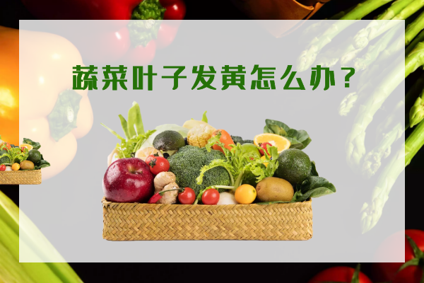 蔬菜葉子發(fā)黃怎么辦？